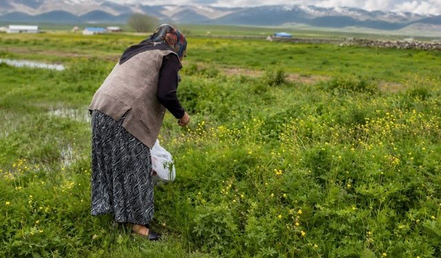 Ağrı'da asırlık gelenek: Şifalı otlar kış sofraları için hazırlanıyor