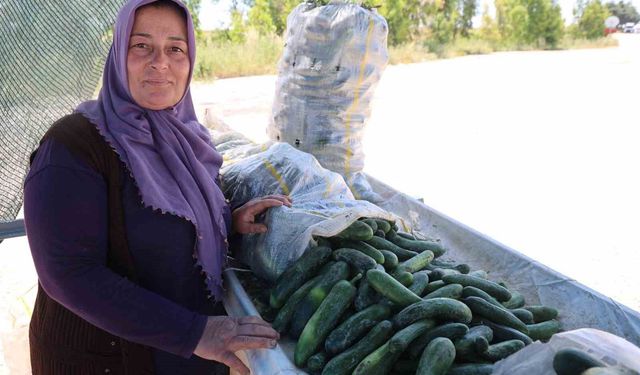 Ata tohumu Karaköy salatalığında hasat başladı