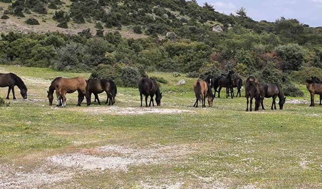 Ayvacık'ta çiftçiler başıboş yılkı atlarından dertli