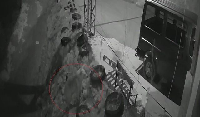 Bayburt'ta köye inen aç ayı kurdun tavşanı kovaladığı noktada yiyecek aradı