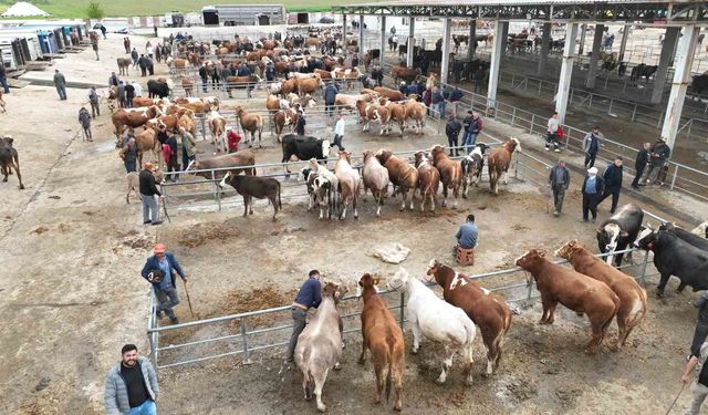 Bayrama sayılı günler kala Sorgun canlı hayvan pazarında hareketlilik yaşandı