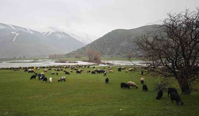 Bitlis'te meralar yeşerdi, hayvanlar otlaklara çıktı