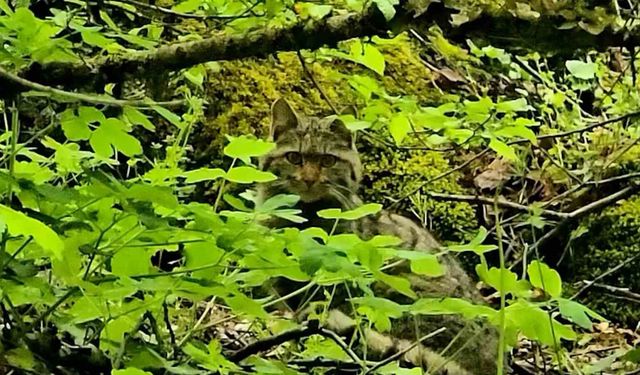 Bolu'da ormanlık alanda gezinen yaban kedisi görüntülendi