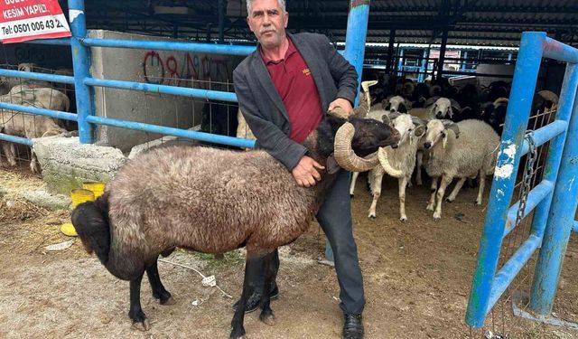 Bursa'daki kurbanlık pazarında hareketlilik