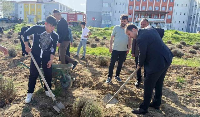 Çavdarhisar'da öğrenciler okulun tarım alanına lavanta fidanı dikti