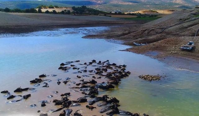 Devlet destekleriyle Diyarbakır'da manda sayısı 21 bin 500'e ulaştı