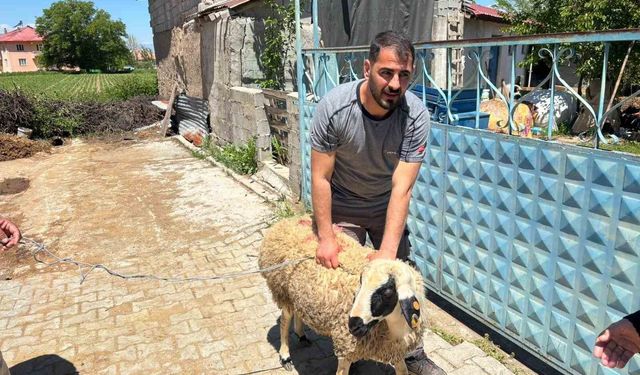 Erzincan'da kaçan kurbanlık koyun 1 saat sonra yakalandı