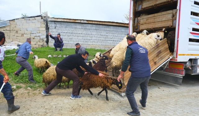 Erzincan'da yayla yolculuğu başladı, üreticiler hayvanları kamyonlara yüklemekte zorlandı