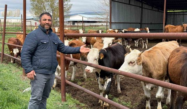 Eskişehir'de büyükbaş kurbanlık bitti, üreticinin yüzü güldü