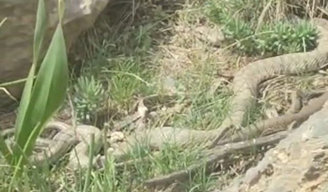 Hakkari'de doğaseverler dev engerekle karşılaştı