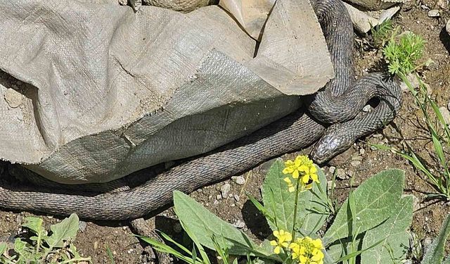 Hasköy'de yılan paniği: Belediye ekipleri harekete geçti