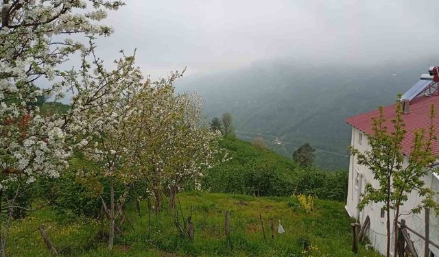 Hendek'in yüksek kesimlerinde bahar ve sis bir arada