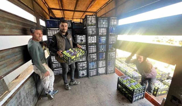 İznik'te mevsimin ilk kabak hasadı