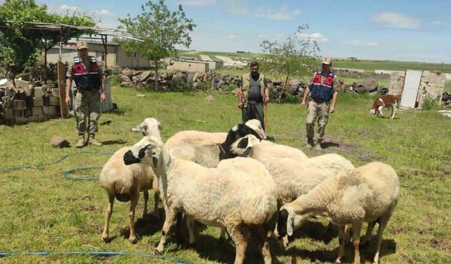 Kaybolan kurbanlıklar dron ile bulundu