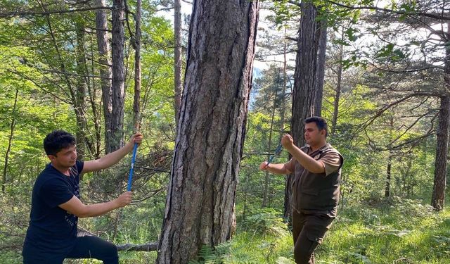 KBÜ'den küre dağları'nda kritik araştırma: İklim değişikliği ormanları nasıl etkiliyor