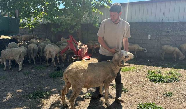 Kestirmek isteyene kırsalda kurbanlık 20 bin liradan başlıyor