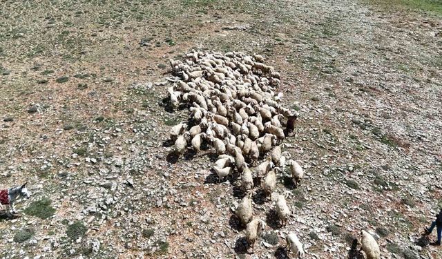 Malatya'da küçükbaş hayvanlar meralarla buluştu