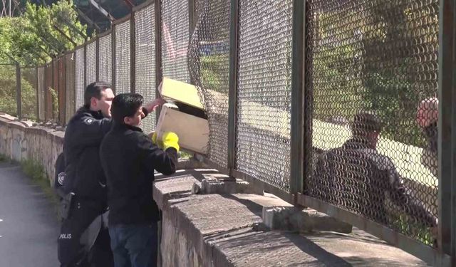 Maltepe'de ormanda erkek cesedi bulundu