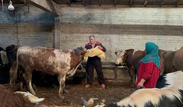 Ordu'da kurbanlık hayvan pazarlarında hareketlilik başladı