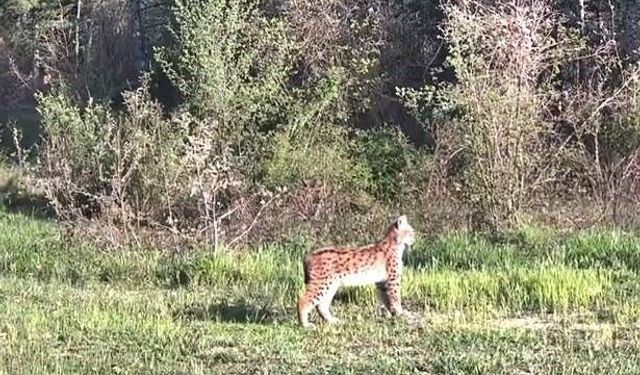 Ovacık'ta nadir tür vaşak fotokapana yansıdı