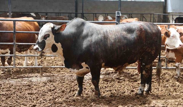 Özel seçip özenle büyüttüğü boğanın ağırlığı 1 tonun üzerine çıkınca 500 bin liraya sattı
