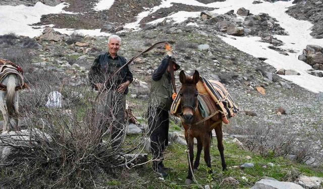 Pancar toplamak için dağ bayır demeden geziyorlar