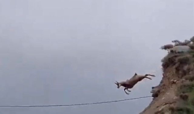 Şamuanın uzun atlayışı kameralara yansıdı