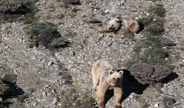 Sürüye yaklaşan 3 bozayıyı drone ile uzaklaştırdı