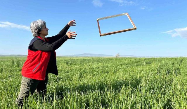 Tarım ürünlerinde rekolteyi arttırmak amacıyla zararlı takibi sürüyor