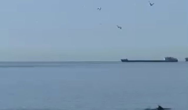 Tekirdağ'da yunuslar kıyıya yakın görüntülendi