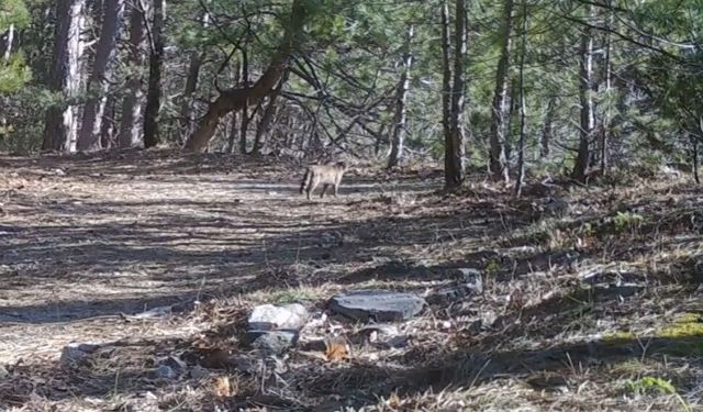 Uludağ'da yaban kedisi fotokapana takıldı