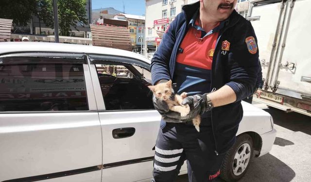 Yavru kediyi kurtarmak için iki operasyon