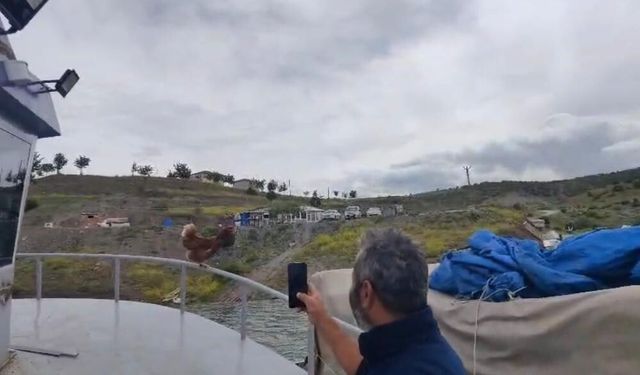Yozgat'ta 'Kaptan Tavuk' görenleri gülümsetti