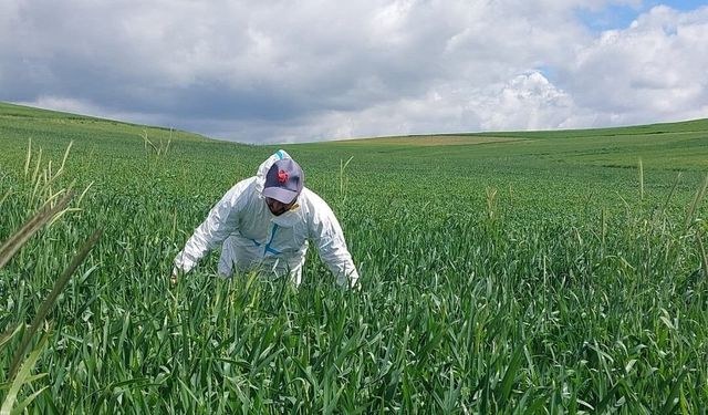 Yozgat'ta süne mücadelesi başladı
