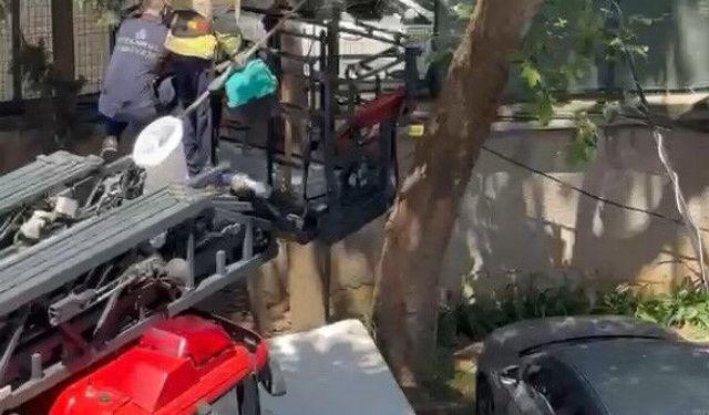 Ağaçta mahsur kalan kedi itfaiye tarafından kurtarıldı