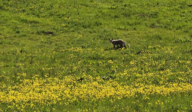 Ahlat kırsalında yiyecek arayan tilki görüntülendi