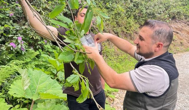 Akçakoca'da kestane gal arısına karşı biyolojik mücadele