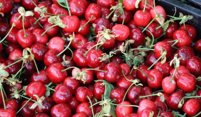 Amasya kirazı tezgahlarda: Fiyatı 50-100 TL arasında