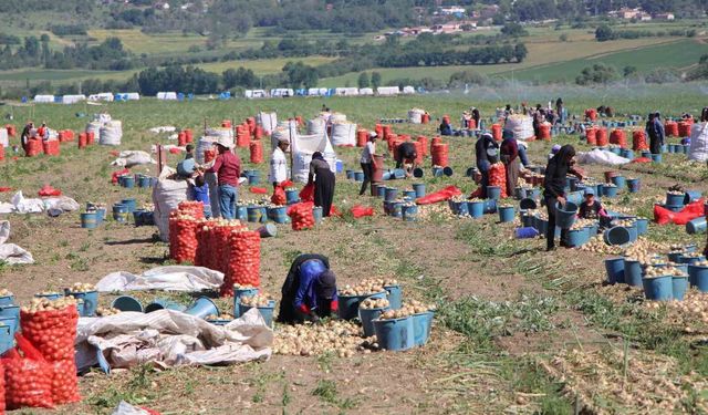 Amasya'da soğan hasadı başladı: Tarlada kilosu 12-25 TL arasında