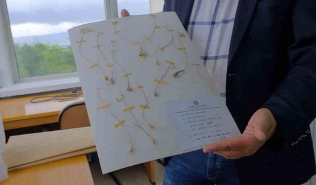 Anadolu Üniversitesi'nden dünya literatürüne iki yeni endemik tür