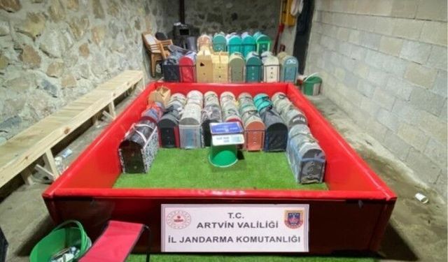 Artvin'de horoz dövüşüne jandarma baskını: 39 kişiye toplam 500 bin lira ceza