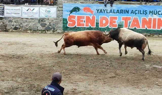 Ayder'de boğa güreşleri heyecanı yaşandı