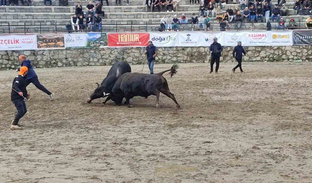 Ayder'de boğa güreşleri sağanak yağışa rağmen heyecanlı başladı