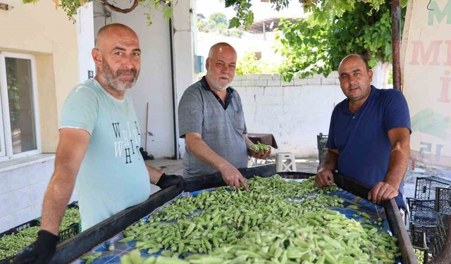Aydın'ın bamyası Türkiye'nin dört bir yanına gönderiliyor