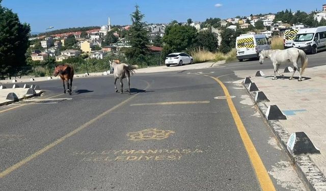Başıboş atlar mahalle sakinlerini tedirgin ediyor
