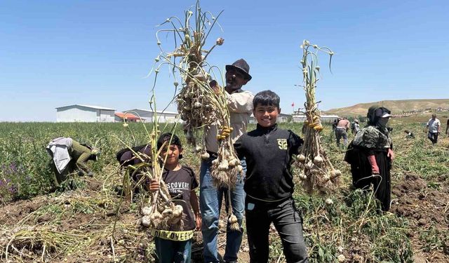 Başkentte alternatif tarımın yeni ürünü: İlk kez yetiştirilen sarımsakta 350 tonluk rekolte