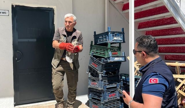Battalgazi zabıtası, bulduğu yavru baykuşu koruma altına aldı