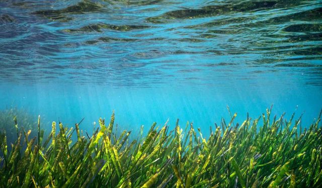 Bodrum'un su altı ekosistemini haritalama çalışmaları sürüyor