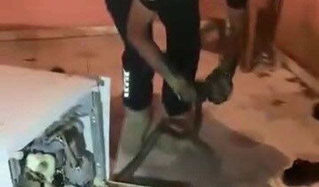 Bulaşık makinesine giren 2 metrelik karayılanı itfaiye çıkardı