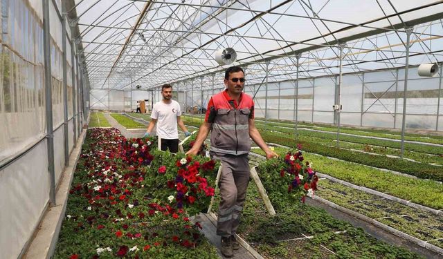 Büyükşehir'in ürettiği çiçekler Ordu'yu renklendiriyor